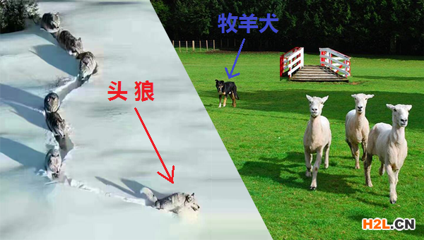 是頭狼還是牧羊犬2.png