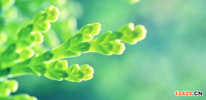ISO三體系認證必須一年一審嗎