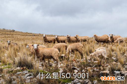 什么是ISO 9001